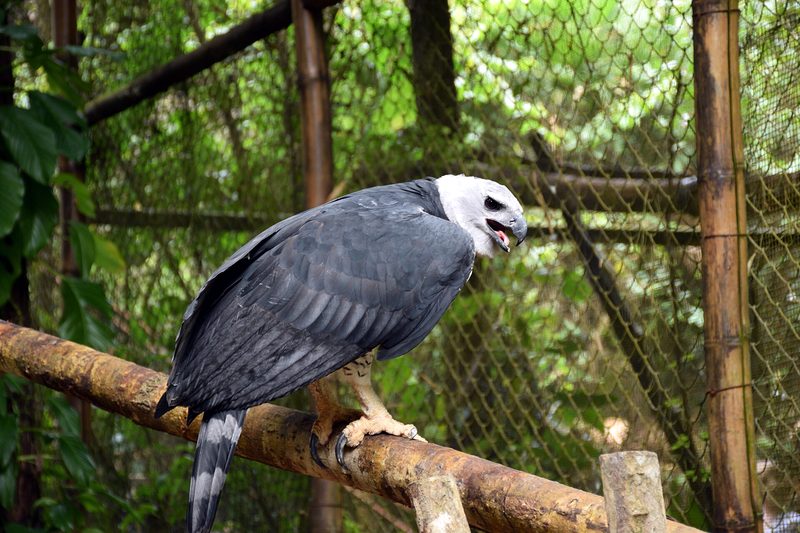 Aquila arpia