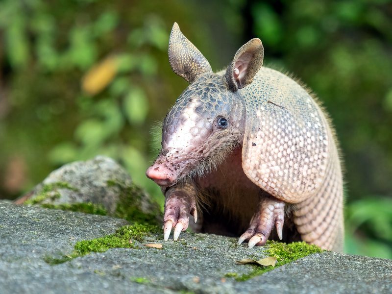 Armadillo