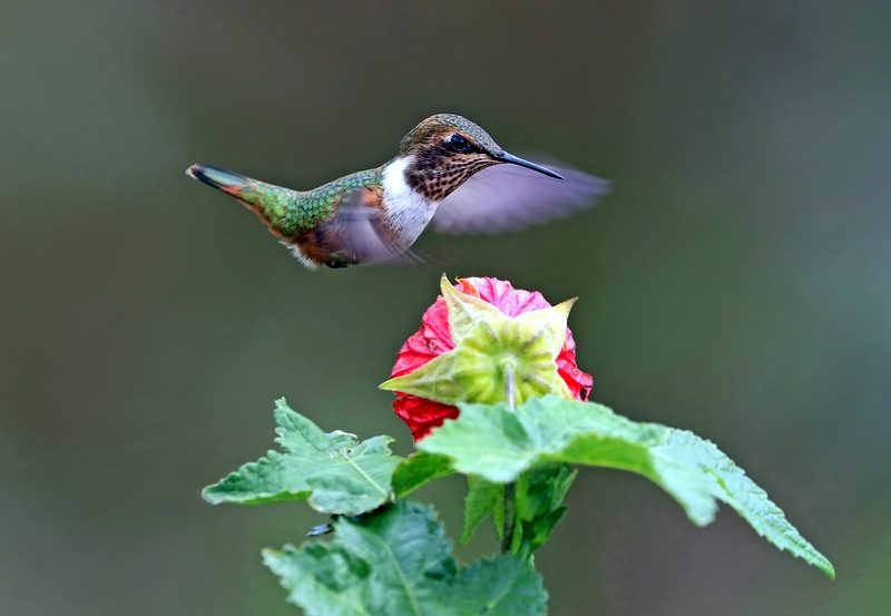 Colibrì