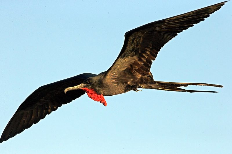 Fregata