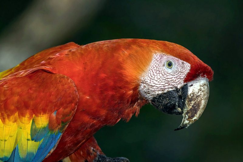 Guacamaya