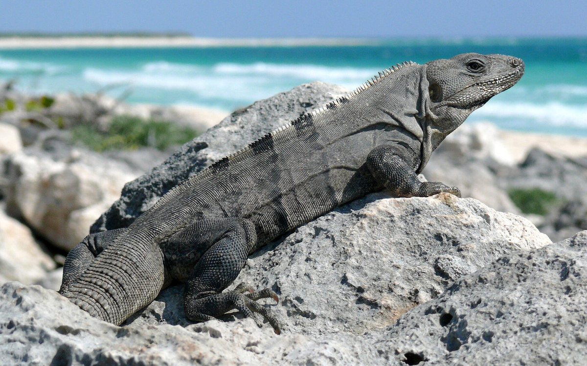 Iguana nera (ctenosaura)