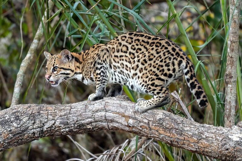 Ocelot