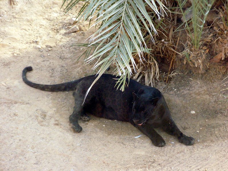 Giaguaro nero (pantera)