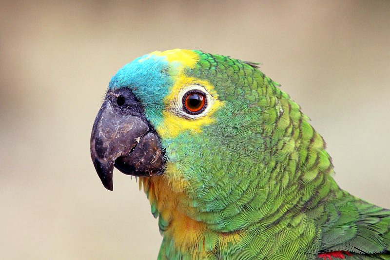 Pappagallo