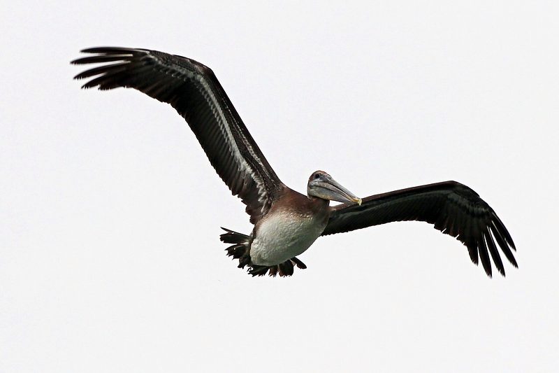 Pellicano