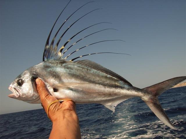 Pesce gallo