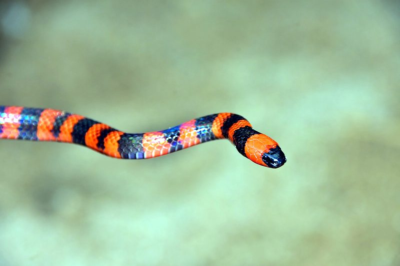 Serpente corallo