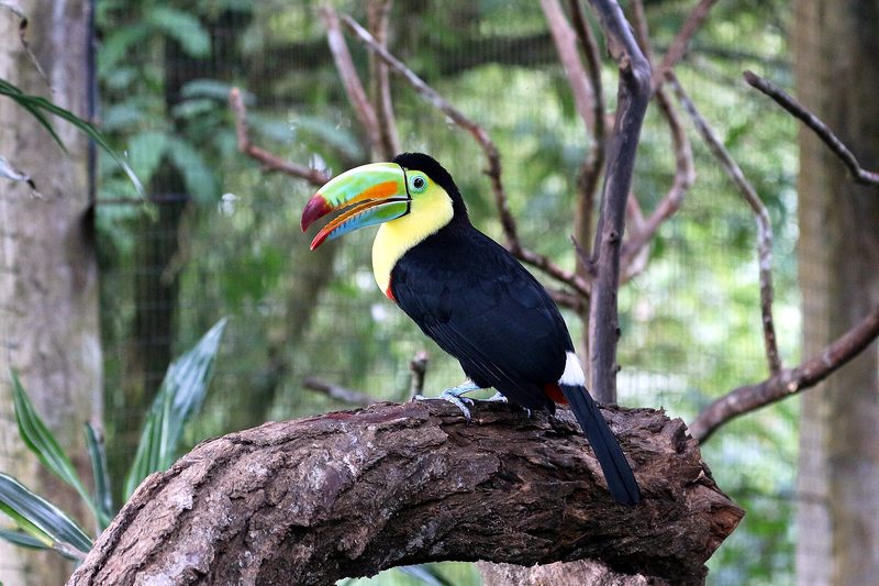 Tucano