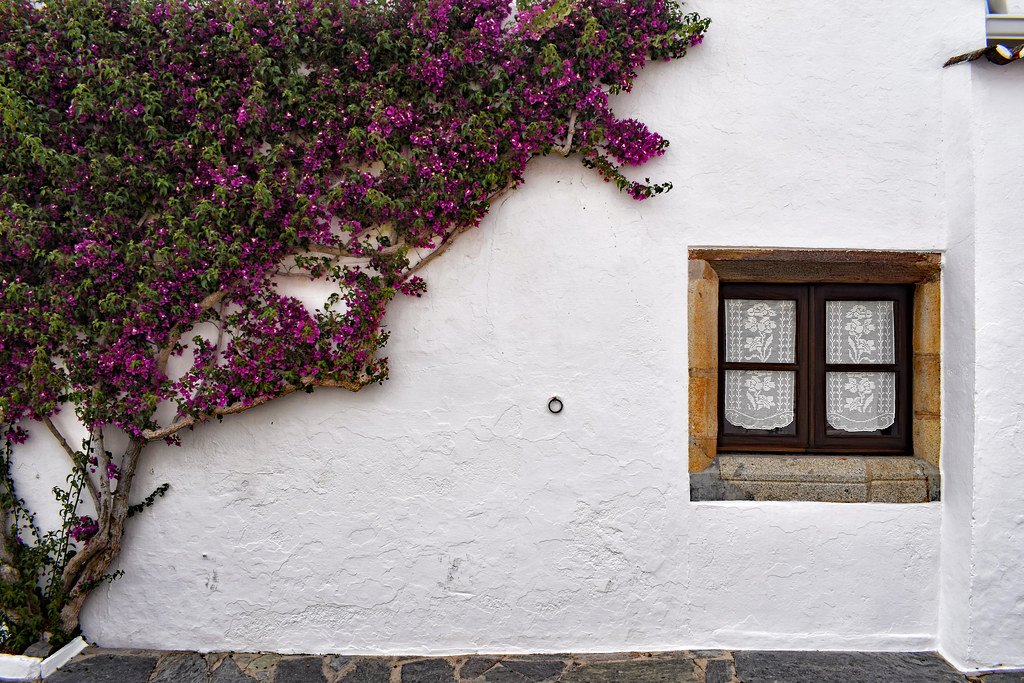 Bougainvillea (veranera)
