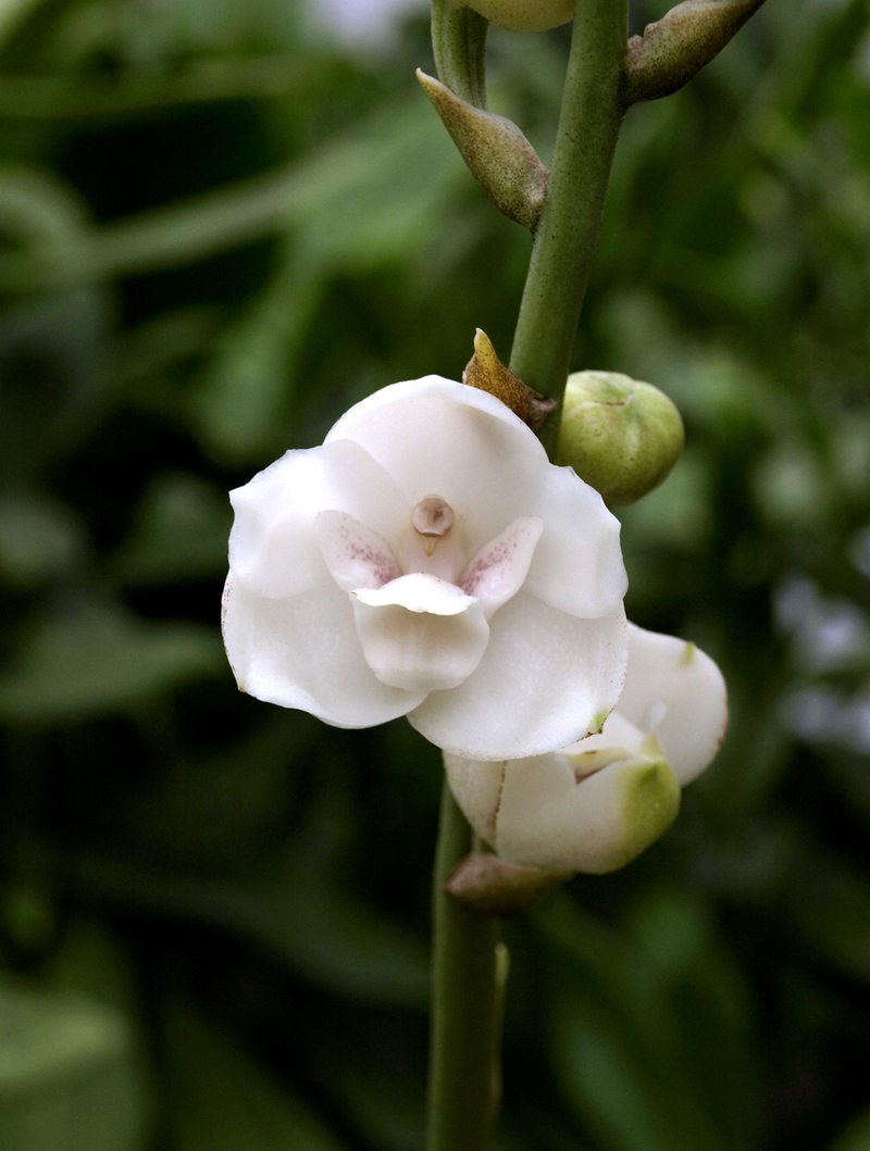 Flor del Espíritu Santo (orchidea)