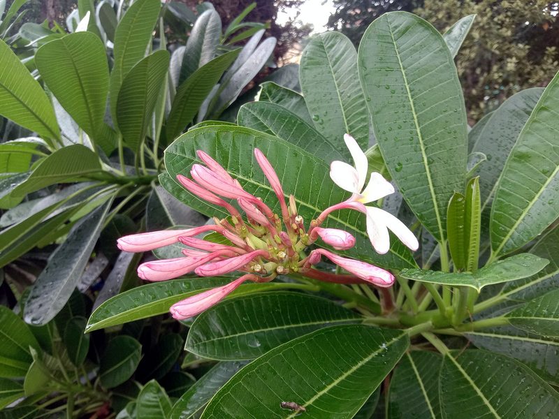 Frangipani (Flor de Mayo)