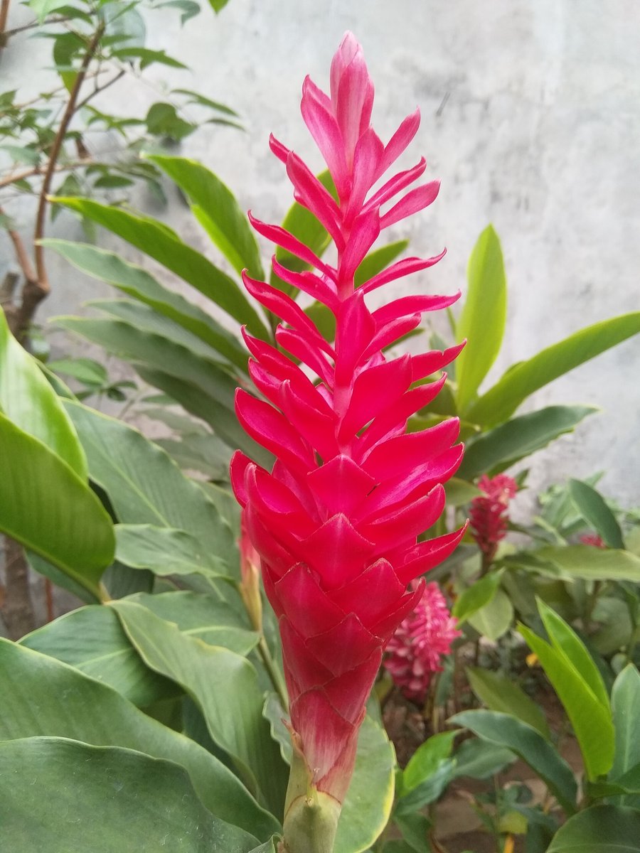 Red ginger (Alpinia purpurata)