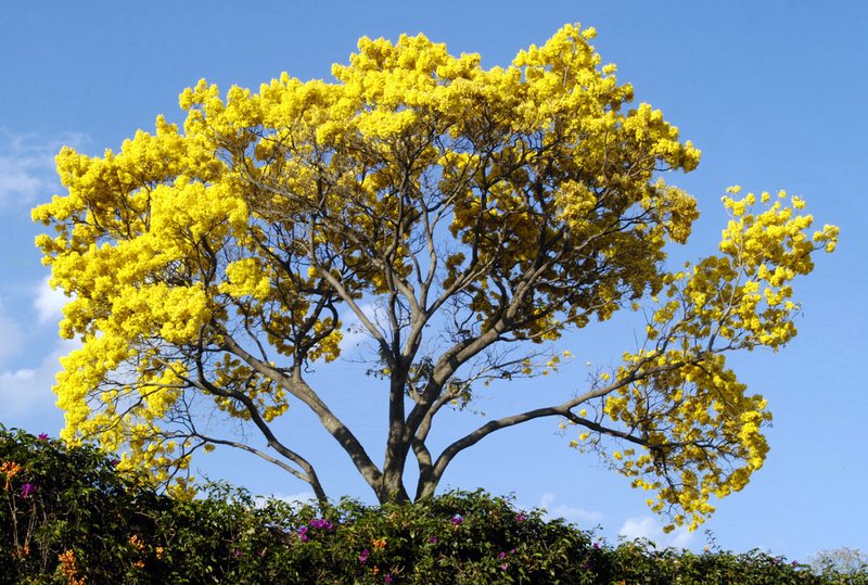 Guayacán (guayacán amarillo)