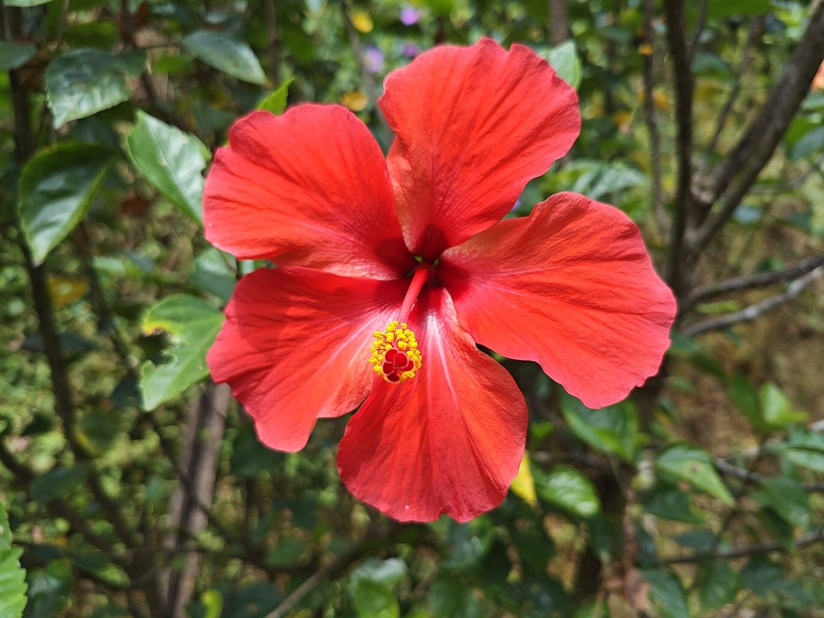 Ibisco (Hibiscus rosa-sinensis)