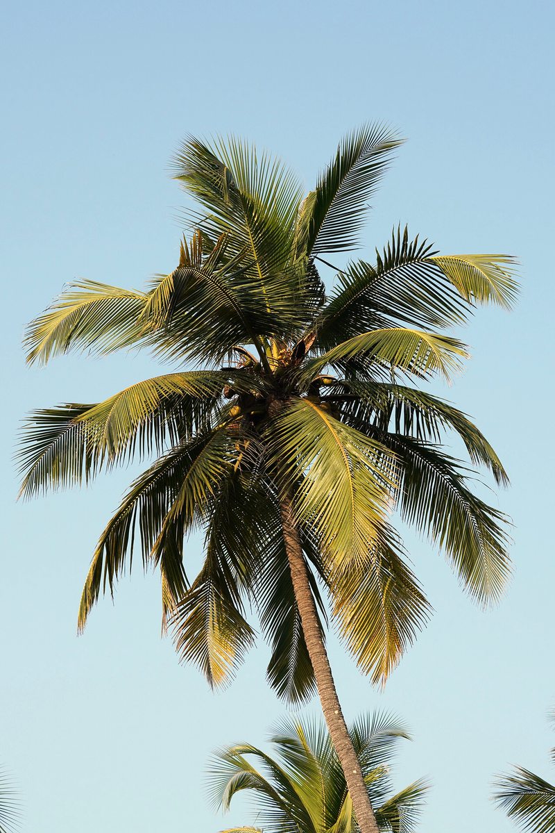 Palme della costa (cocco e palma real)