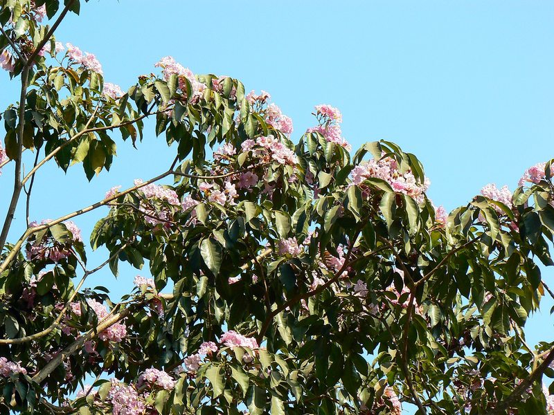 Roble de sabana (guayacán rosa)