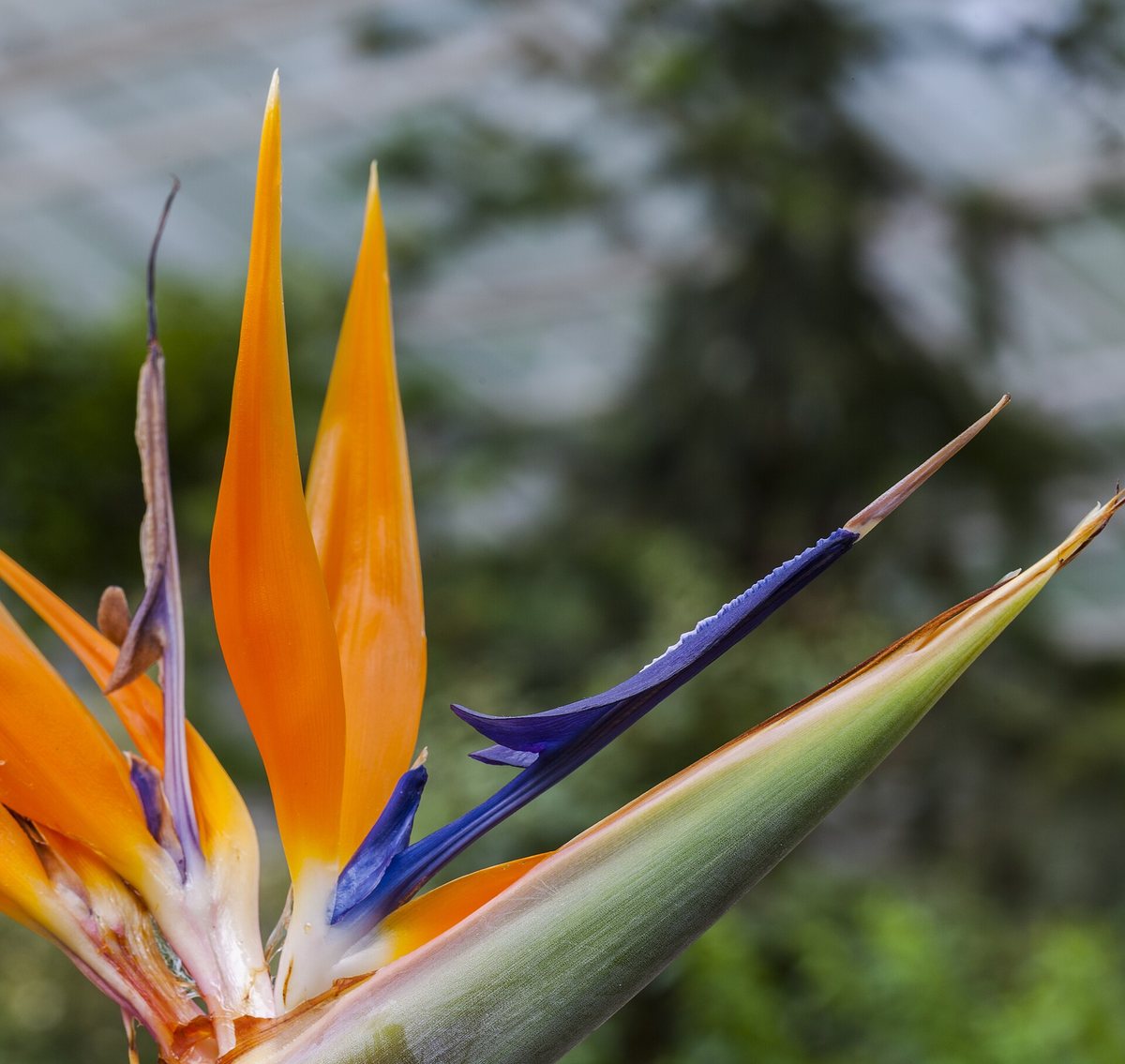 Uccello del paradiso (Strelitzia)