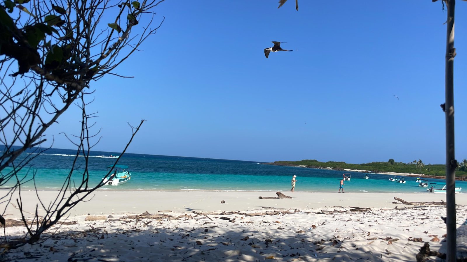 Una fregata in volo sulla spiaggia