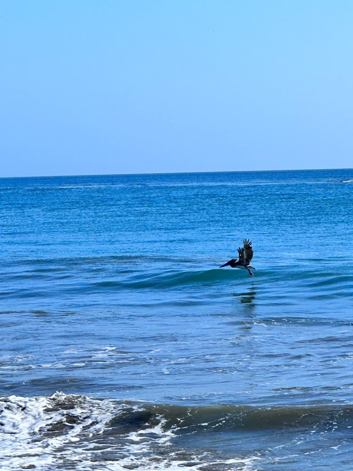 A pelican skims the wave