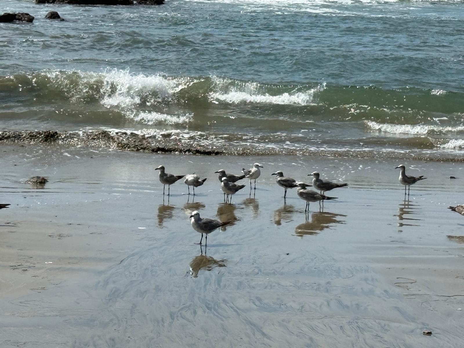 Shorebirds on the wet sand