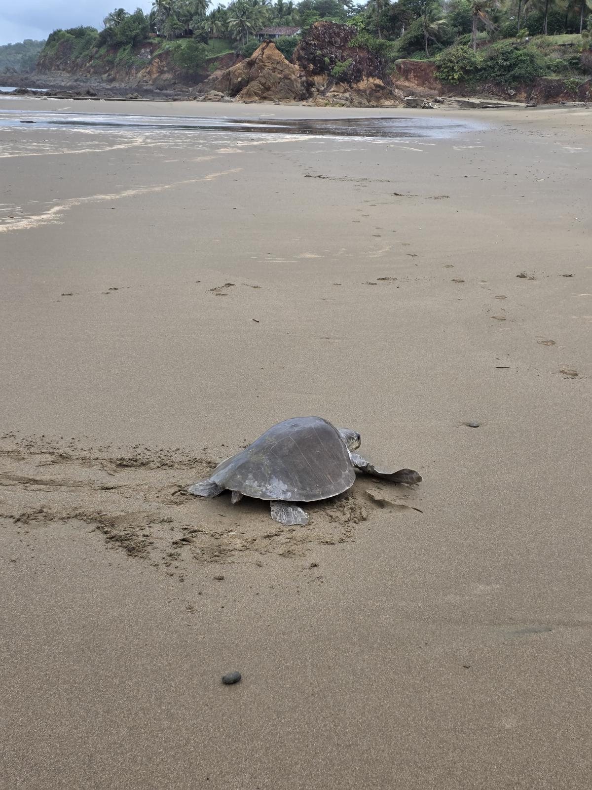 A sea turtle on the beach