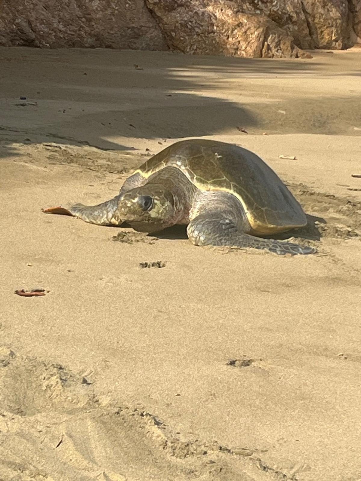 A sea turtle up close