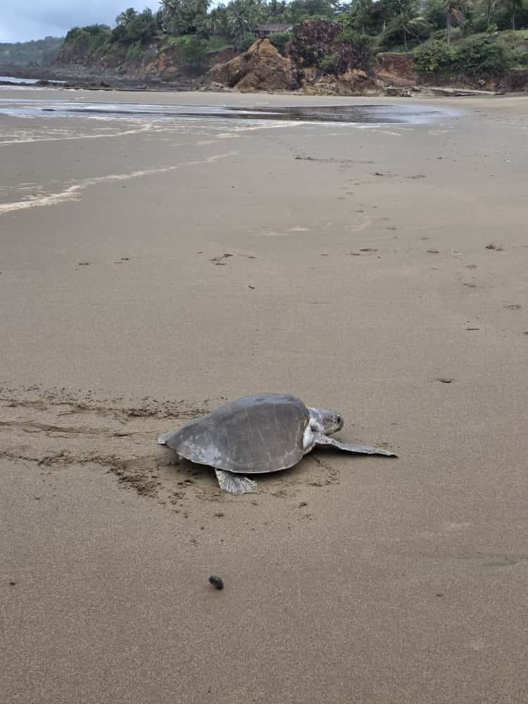 A turtle crosses the beach