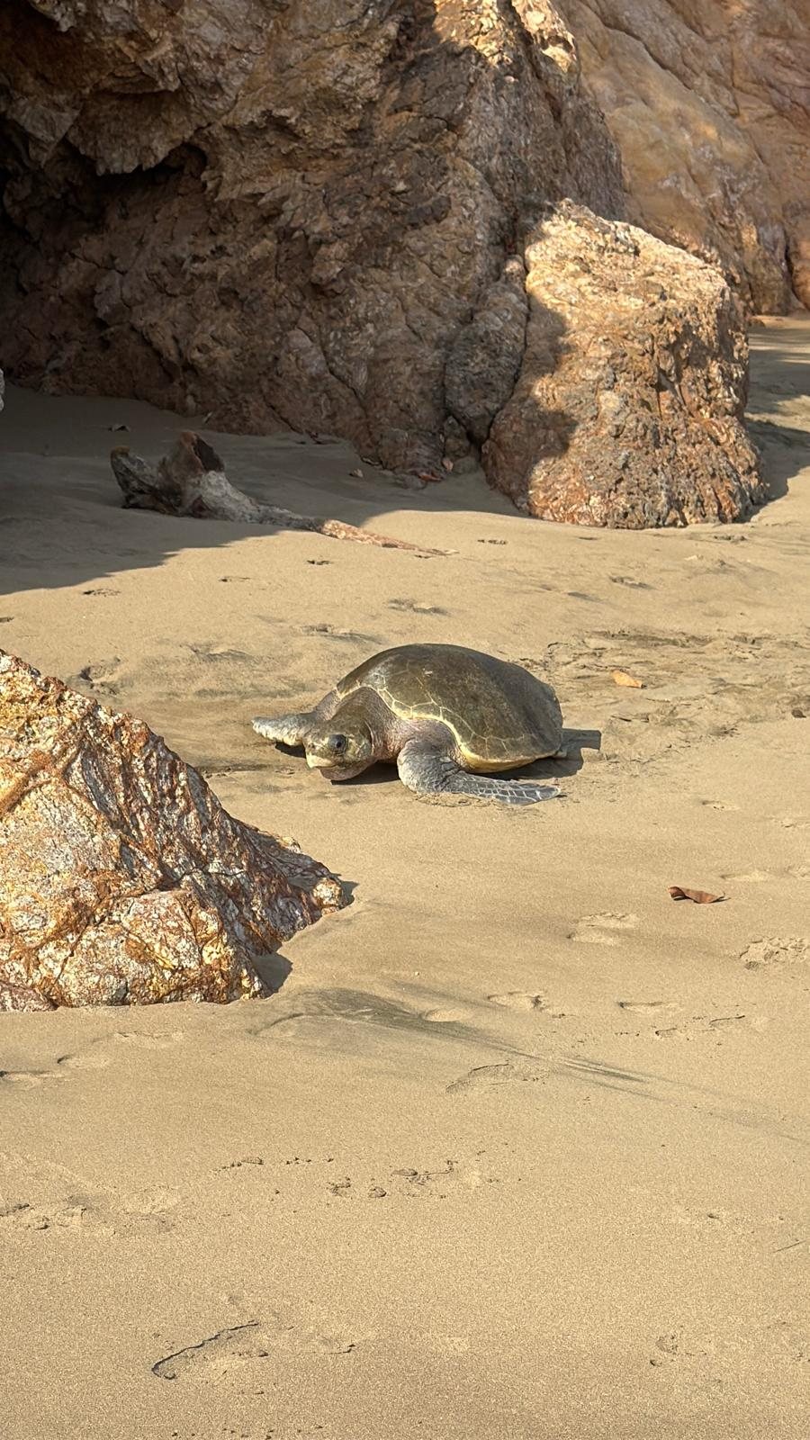 A turtle among the rocks
