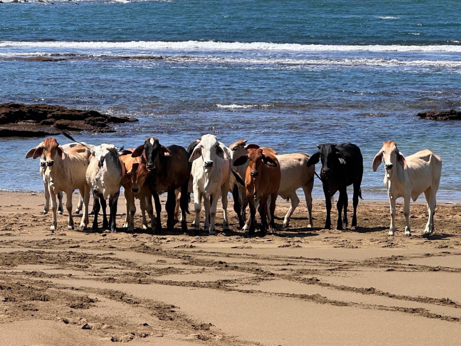 Cattle at the water's edge