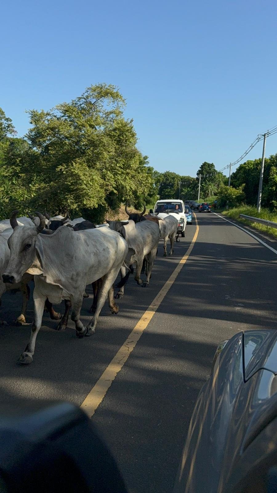 The herd along the road